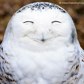 รูปภาพหน้าปกบทความ:รวมภาพเหล่าสัตว์สุดฮาจากงาน "The Comedy Wildlife Photography Awards 2016"