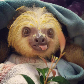 รูปภาพหน้าปกบทความ:เชิญชมความน่ารักของ 'เจ้าสล็อต Sloth ' สัตว์ที่เชื่องช้าที่สุดในโลกกันเถอะ!