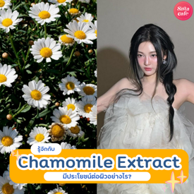 รูปภาพหน้าปกบทความ:Chamomile Extract สารสกัดดอกคาโมมายล์ มีประโยชน์ต่อผิวยังไงบ้าง?