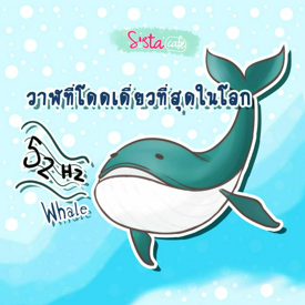 รูปภาพหน้าปกบทความ:52Hz Whale วาฬที่โดดเดี่ยวที่สุดในโลก