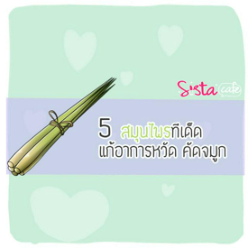 รูปภาพหน้าปกบทความ:5 สมุนไพรทีเด็ด แก้อาการหวัด คัดจมูก 🌿