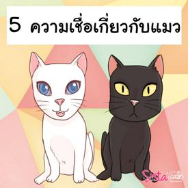 รูปภาพหน้าปกบทความ:5 ความเชื่อเกี่ยวกับแมว