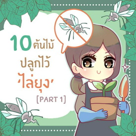 รูปภาพหน้าปกบทความ:10 ต้นไม้ปลูกไว้ ช่วยไล่ยุงได้ [part 1]