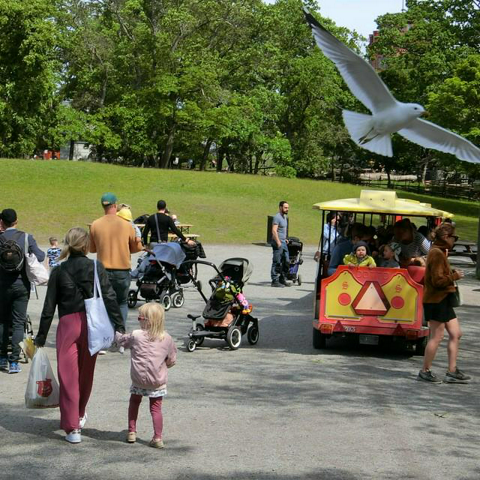 รูปภาพหน้าปกบทความ:พาเที่ยวสวนสัตว์ Skansen ช่วงซัมเมอร์ สวนสัตว์ใจกลางกรุงสต็อกโฮม