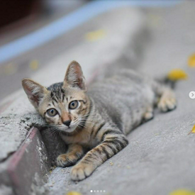 รูปภาพหน้าปกบทความ:พาไปส่อง IG แมวจร Street Cats จากทั่วมุมโลก! 😸