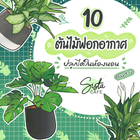 รูปภาพหน้าปกบทความ:10 ต้นไม้ฟอกอากาศ ปลูกได้ในห้องนอน Part 2