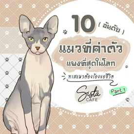 รูปภาพหน้าปกบทความ:10 อันดับ แมวที่ค่าตัวแพงที่สุดในโลก ทาสแมวต้องร้องขอชีวิต Part 1