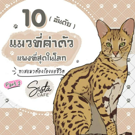 รูปภาพหน้าปกบทความ:10 อันดับ แมวที่ค่าตัวแพงที่สุดในโลก ทาสแมวต้องร้องขอชีวิต Part 2