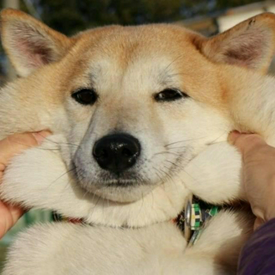 รูปภาพหน้าปกบทความ:รวมภาพท่าทางสุดน่ารัก ที่เห็นแล้วต้องเอ็นดู ของเจ้าหมา 'ชิบะอินุ'