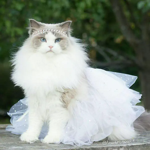 รูปภาพหน้าปกบทความ:ขอเชิญพบกับเจ้าหญิงแมว Aurora ได้เลยจ้า!