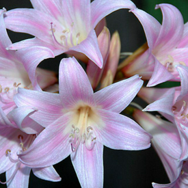 รูปภาพหน้าปกบทความ:สวยแต่รูป จูบไม่หอมของแท้! 5 ดอกไม้ที่สวยสะพรั่ง แต่พิษร้ายแรงเว่อร์