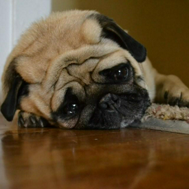 รูปภาพหน้าปกบทความ:6 สเตตัส ที่จะเปลี่ยนคุณเป็น “หมาหัวเน่า” ได้ หากไม่ตีความ