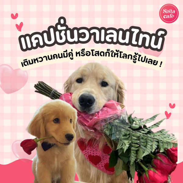 รูปภาพหน้าปกบทความ:แคปชั่นวาเลนไทน์ 2025 มีหวานใจ หรือโสดก็โพสต์ได้ !