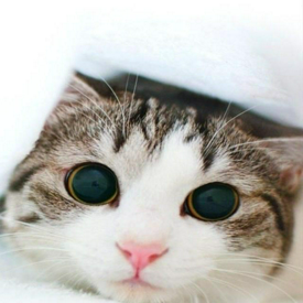 รูปภาพหน้าปกบทความ:น่ารักทุกท่วงท่า ไม่ว่าจะนอนหรือนั่ง! รวมภาพน้องแมวที่ควรเอาไปทำเป็นภาพวอลเปเปอร์