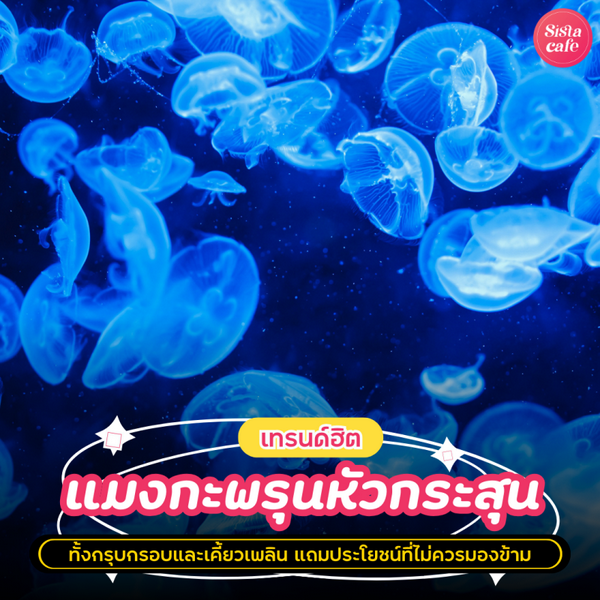 รูปภาพหน้าปกบทความ:แมงกะพรุนหัวกระสุน เมนูกรุบกรอบยอดฮิต มีประโยชน์อะไรบ้าง ?
