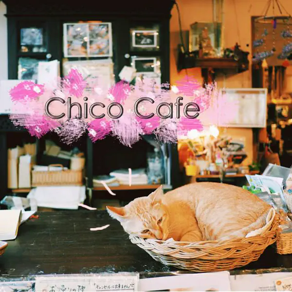 รูปภาพหน้าปกบทความ:Chico Cafe คาเฟ่แมว สุขุมวิทของคนญี่ปุ่น สไตล์อบอุ่นแบบเหมียวๆ