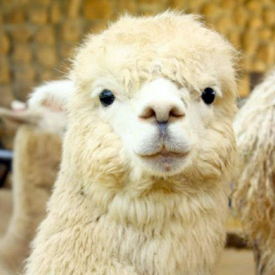 รูปภาพหน้าปกบทความ:อัลปาก้า อยากรู้ว่าเป็นตัวอะไร ต้องไปดู!