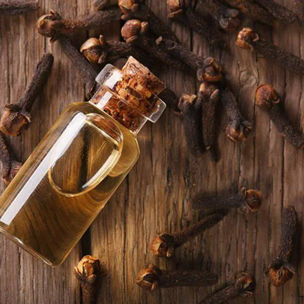 รูปภาพหน้าปกบทความ:น้ำมันกานพลู "Clove Oil" ที่สาวผู้ชื่นชอบการบำรุงผิว ต้องทำความรู้จักไว้!