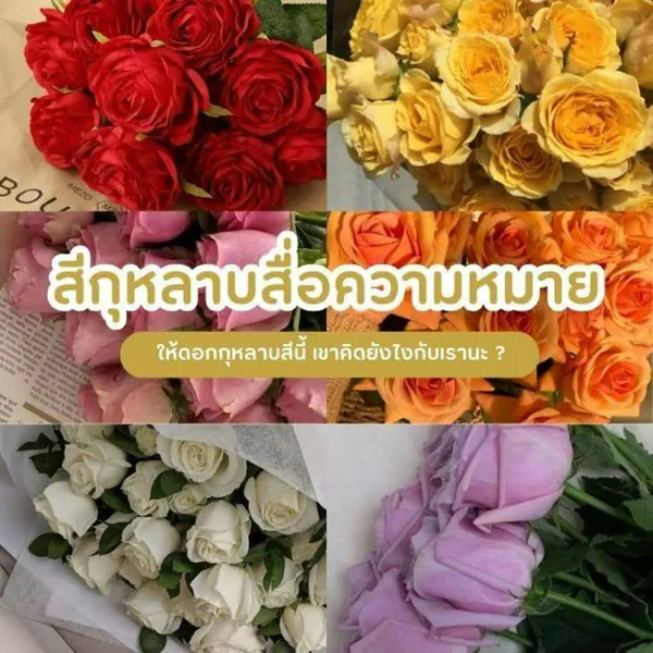 รูปภาพหน้าปกบทความ:สีกุหลาบ 8 สีนี้มีความหมาย อัปเดตปี 2567 ให้กุหลาบสีนี้เขาคิดยังไงกับเรากันนะ ?