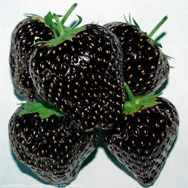 รูปภาพหน้าปกบทความ:มีจริงดิ!! สตรอว์เบอร์รี่สายพันธ์ุใหม่..สีดำ??