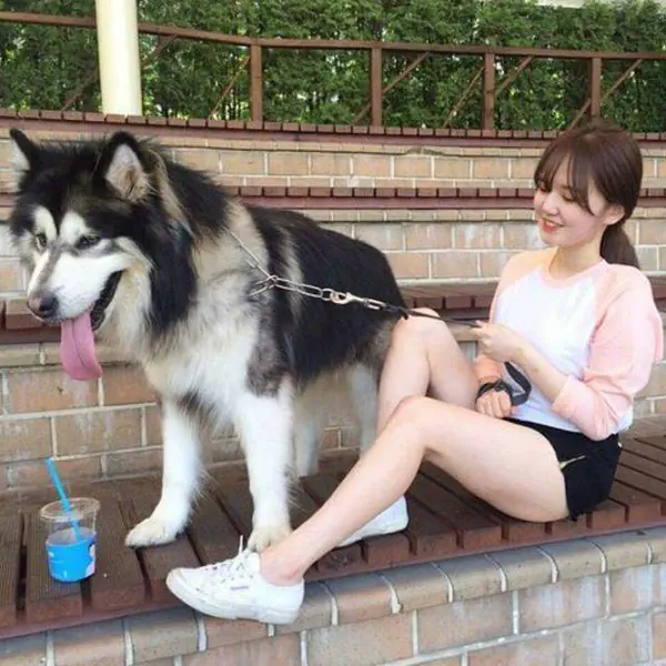 รูปภาพหน้าปกบทความ:20 ไอเดีย 'ถ่ายรูปคู่กับสัตว์เลี้ยง' มาเป็นคนรักสัตว์กันเถอะ!!