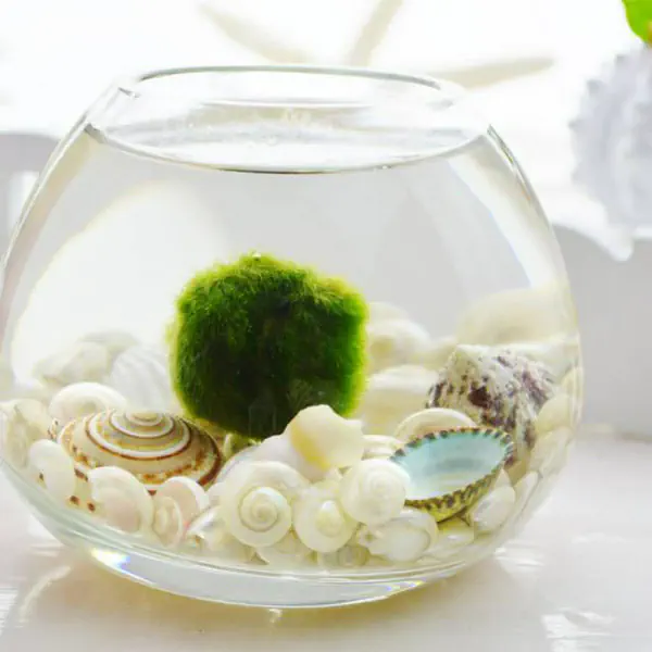 รูปภาพหน้าปกบทความ:“Marimo” สาหร่ายนำโชคของเล่นสุดฮิตจากญี่ปุ่น