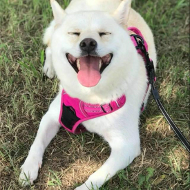 รูปภาพหน้าปกบทความ:สุนัขพันธุ์ “ชิบะอินุ” กับ “อะคิตะ” ต่างกันอย่างไร by Kuruki (คุรุคิ)