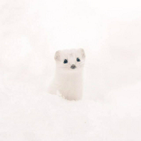 รูปภาพหน้าปกบทความ:พาไปดู 7 สัตว์สุดน่ารักบนเกาะฮอกไกโด ที่เห็นแล้วต้องอยากได้มาเลี้ยง