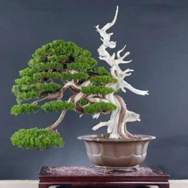 รูปภาพหน้าปกบทความ:30 "ต้นบอนไซ" สวยที่สุดในโลก ที่คุณไม่เคยเห็น