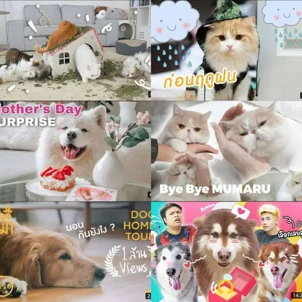 รูปภาพหน้าปกบทความ:เหล่าทาสมีใจน้วย! รวม " 7 ช่อง Youtube น้องหมาน้องแมว " คลิปสนุกฮีลใจ ดูได้เพลินๆ