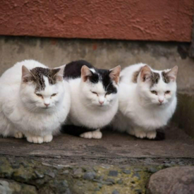 รูปภาพหน้าปกบทความ:พาไปชม เกาะอาโอชิมะ ประเทศญี่ปุ่น ที่คนรักแมวต้องไม่พลาด!!